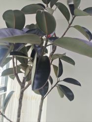 -HEYAN荷妍专业脱毛连锁机构