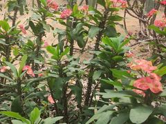 -海南热带野生动植物园