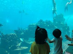-海棠湾洲际-涛·海底餐厅·美人鱼·自助餐·海底隧道