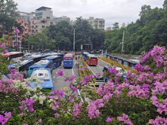 -深圳仙湖植物园