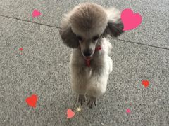 -喵宠乐园·撸猫互动·猫舍