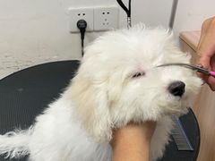 -小呆的宠物店·宠物售卖·宠物寄养(城西店)