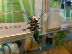 -上海昆虫博物馆