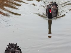 -水绘园