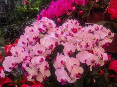 -花鸟鱼虫鲜花绿植市场(玉泉路店)