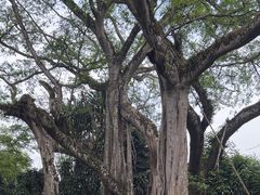 -瑞丽独树成林风景区