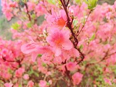-木兰云雾山