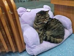 -伟伟宠物医院·瑞派猫友好医院·猫科(光谷店)