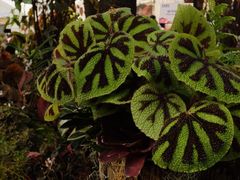 -深圳仙湖植物园
