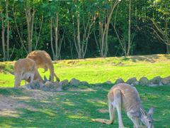 -泉州海丝野生动物世界