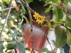 -小雅青年旅舍(平江路店)