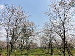-天王浮山樱花园
