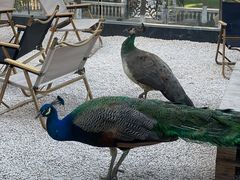 -J Create城市露营咖啡·简餐·宠物(上海动物园店)