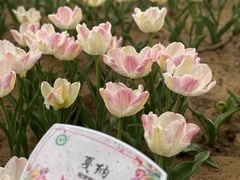 -石家庄市植物园