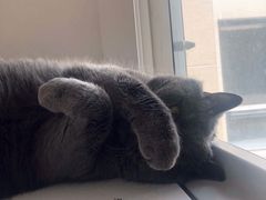 -米苏动物医院·犬猫专科·骨科外科内窥镜