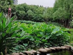 -陈家山荷花公园