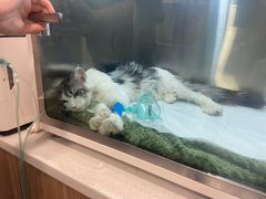 -萌兽医馆·犬猫专科·眼科中心·宠物医院(朝阳门分院)