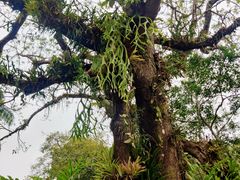-中国科学院西双版纳热带植物园