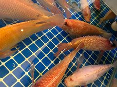 -蚝美人·生蚝海鲜烧烤(茶花园店)