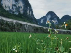 -靖西鹅泉风景区
