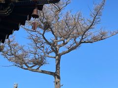 -五台山风景区