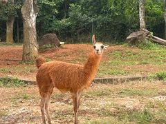 -海南热带野生动植物园