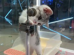 -babydoll猫舍·米努特·德文·缅因(久光中心店)