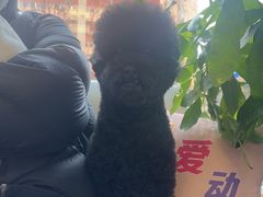 -美联众合爱康动物医院•复杂内科•肿瘤科•牙科•腔镜诊疗中心