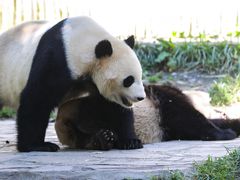 -卧龙中华大熊猫苑神树坪基地