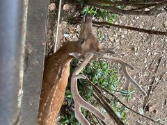 -合肥野生动物园