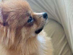 -怪兽屋·羊驼·猫咖·狗咖(俊华广场店)