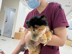 -美联众合动物医院·24h京西诊疗中心