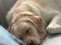 -心仪动物医院·牙专科·肿瘤·心脏科(西客站院)