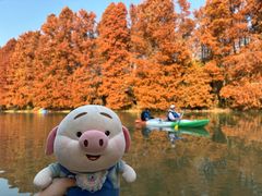 -上海海湾国家森林公园