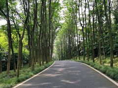 -宜兴龙背山森林公园