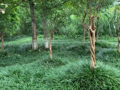 -桤木河湿地公园