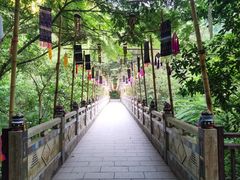 -西双版纳原始森林公园