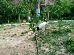 -石家庄市动物园