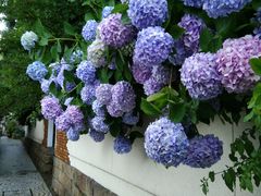 -神户六甲牧场(北野本店)