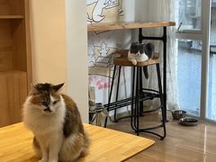 -是阿柴呀！柴犬咖啡·爱喵喵猫咖