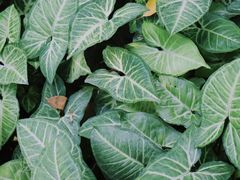 -青芝山风景名胜区