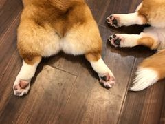 -柯斗斗主题餐厅·狗咖·围炉煮茶·茶饮(国瑞升平里店)