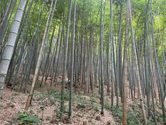 -上海佘山国家森林公园天马山园