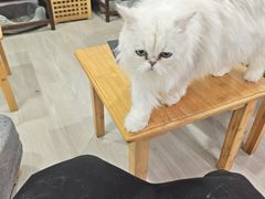 -卿云猫阁猫咖