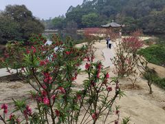 -南国桃园旅游度假区