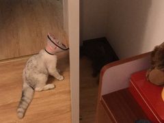 -伟伟宠物医院·CT影像中心·瑞派犬猫综合性门诊(汉口总院)