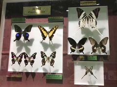 -上海昆虫博物馆