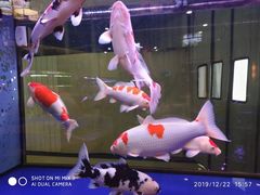 -中环花鸟鱼虫市场