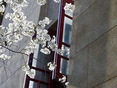 -武汉大学-樱园