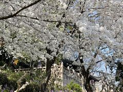 -苏州上方山国家森林公园